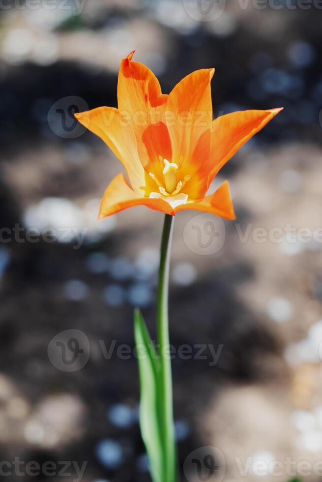 Tulips in the spring garden close-up. Beautiful bright tulips growing outdoors on a sunny day. Multi-colored tulips grow in the garden. photo