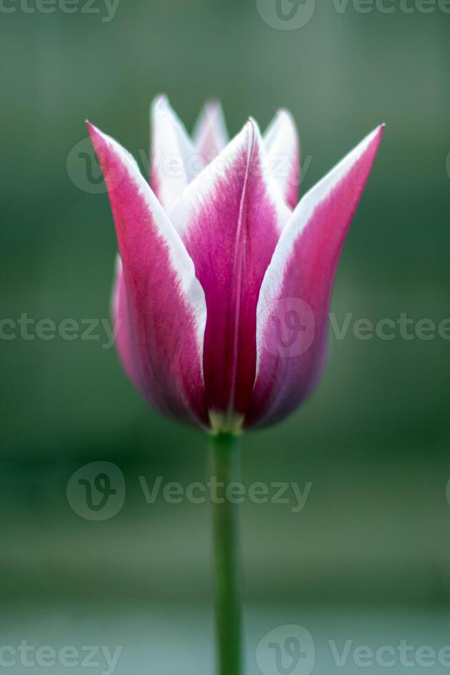 Spring flowers growing in an outdoor garden. One lily-shaped tulip in the shape of a lily. A genus of perennial herbaceous bulbous plants. photo