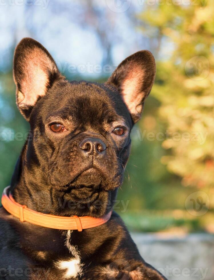 A French bulldog photo