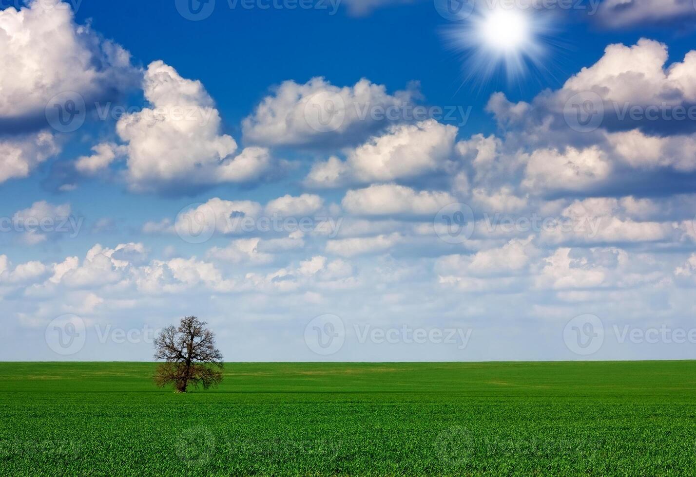 campo, árbol y cielo foto