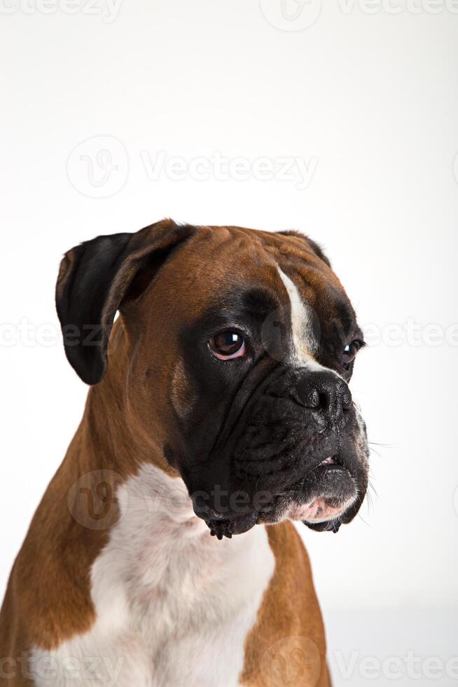 Fawn -colored Boxer photo