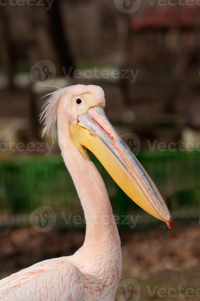 Pelican close up photo