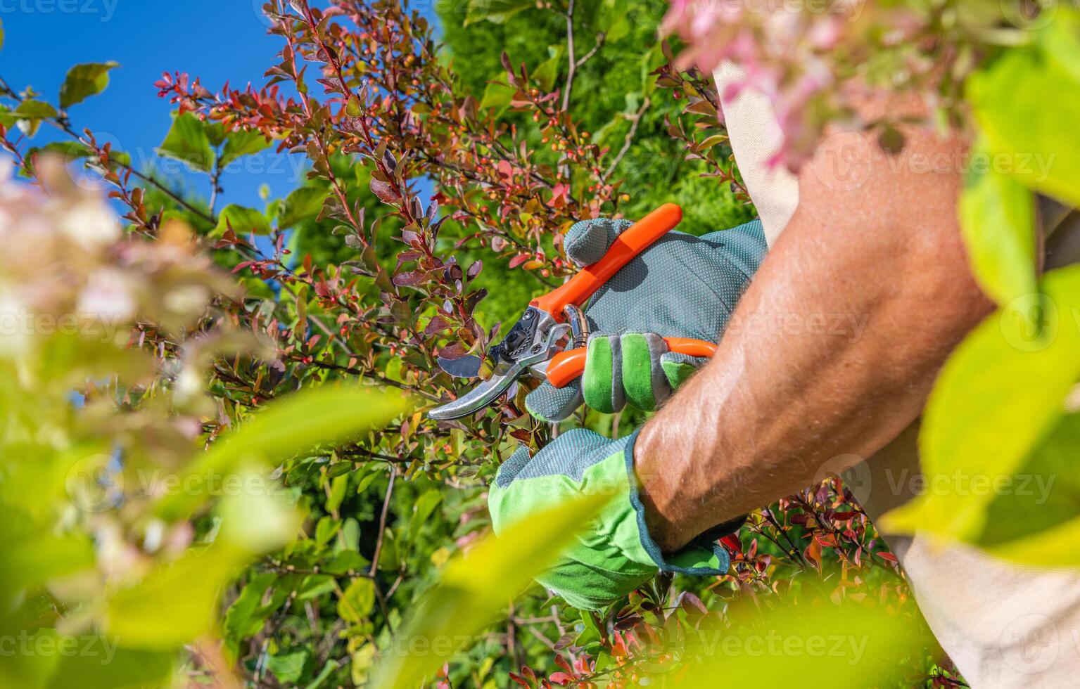 Gardener Trimming Branches Inside a Garden photo