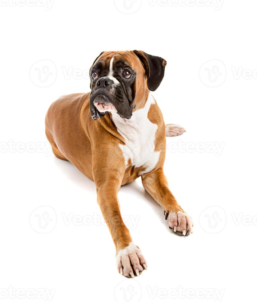 Fawn -colored Boxer photo