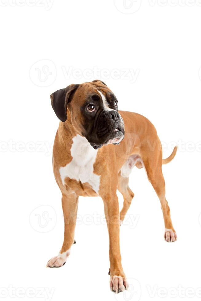 Fawn- colored Boxer photo