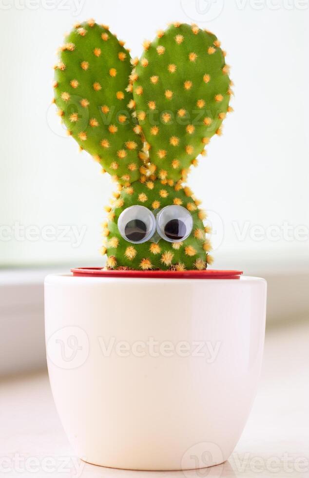 A Bunny cactus photo