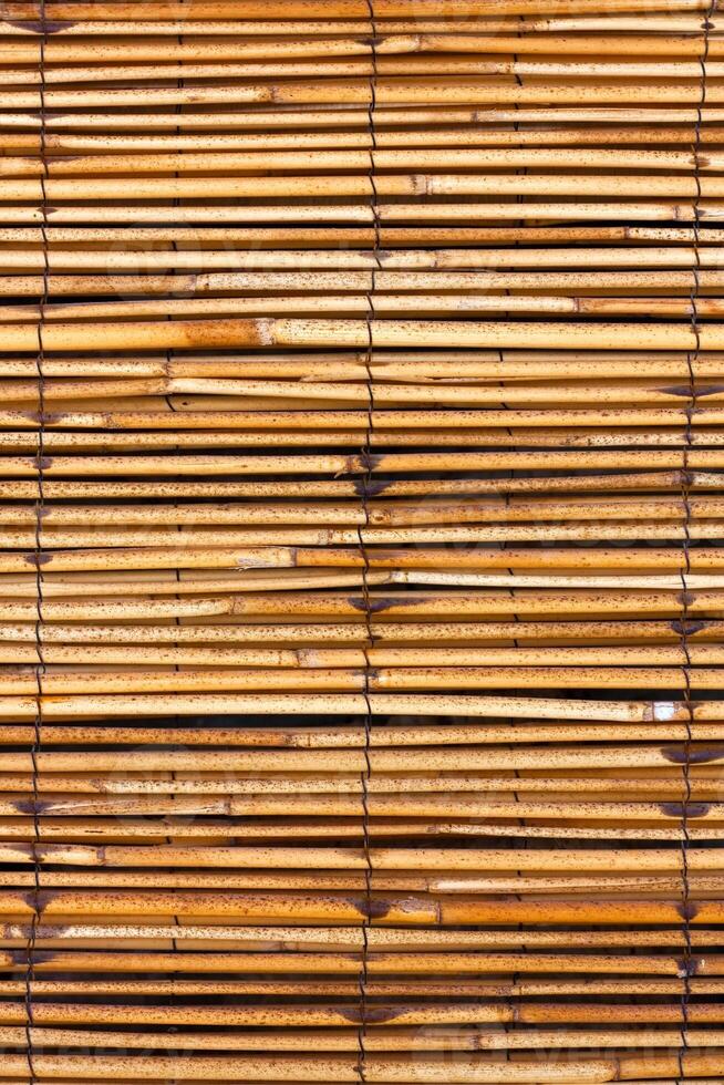 un bambú antecedentes foto
