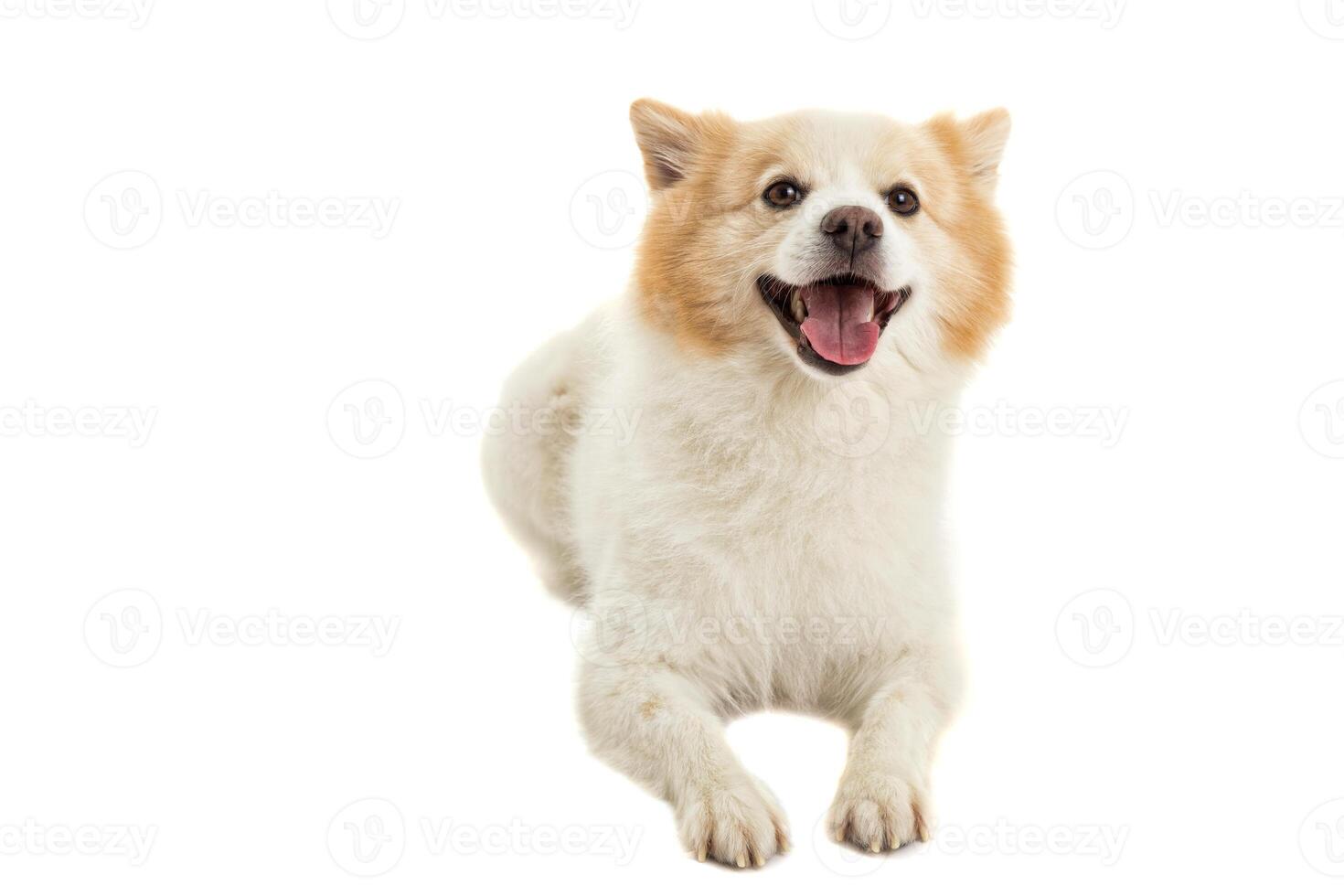 Spitz dog on white photo