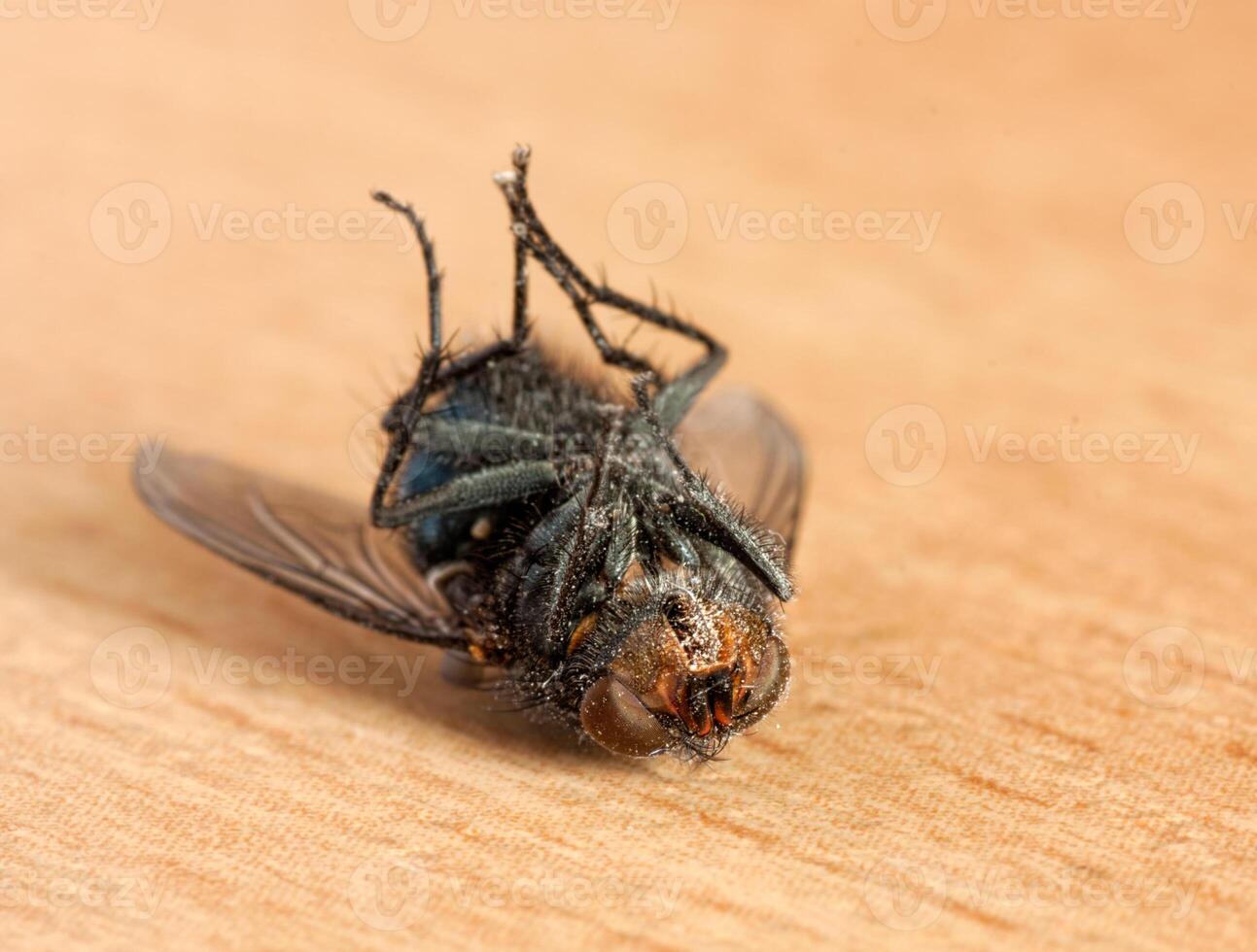 A Dead fly photo