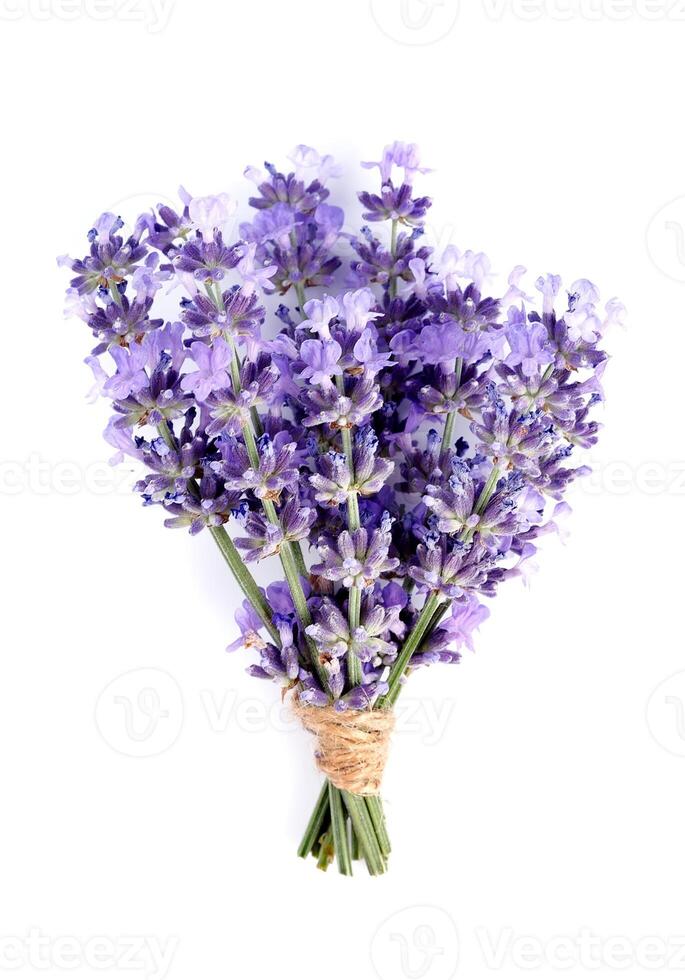 Lavender flowers isolated on white backgrounds photo