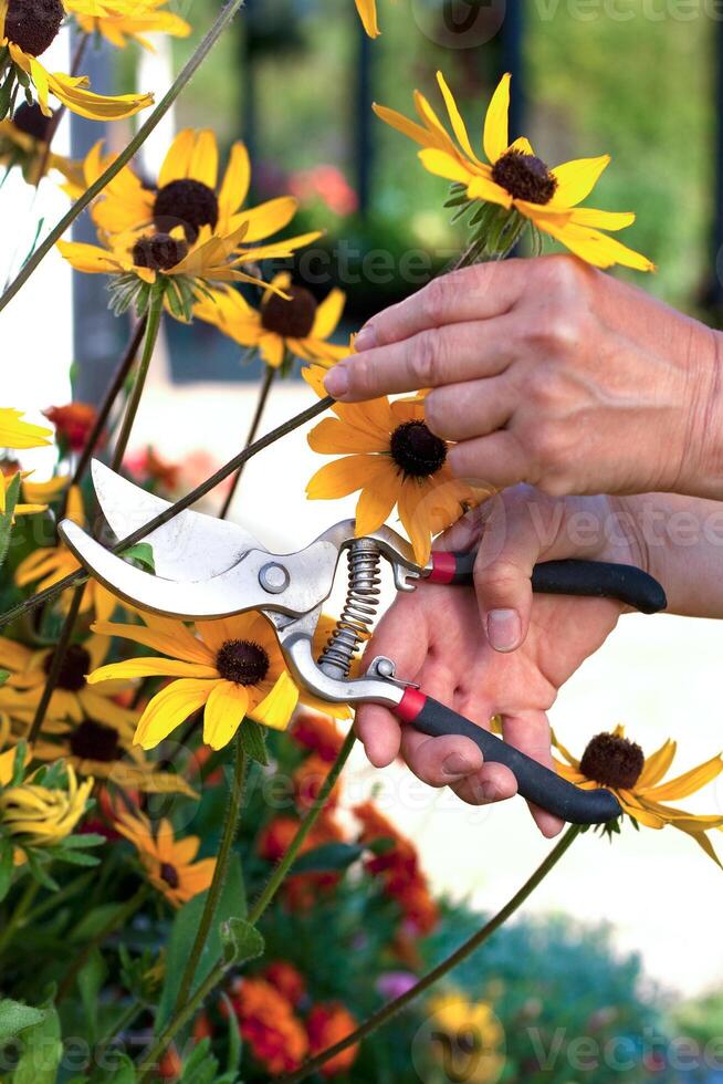 Gardening, hand cutting flower photo