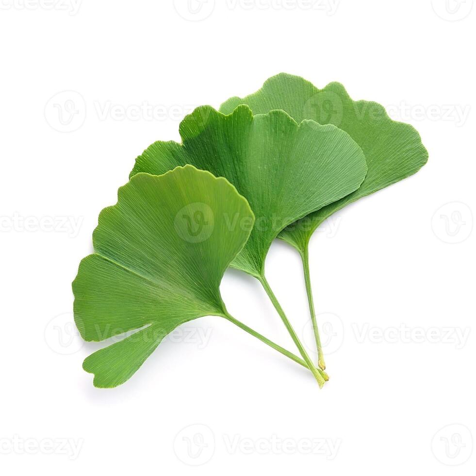 gingko biloba en blanco antecedentes. sano plantas foto