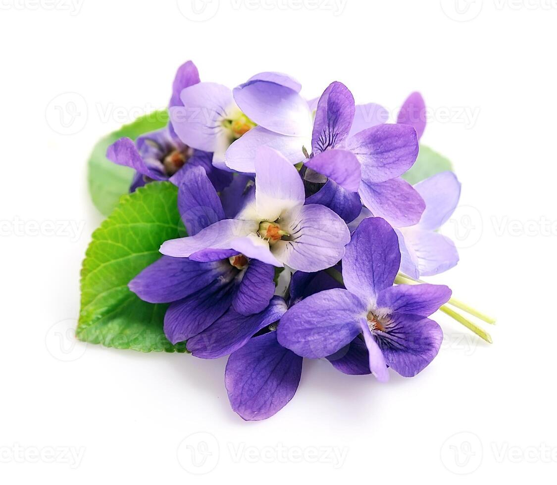 salvaje Violeta flores en blanco antecedentes foto