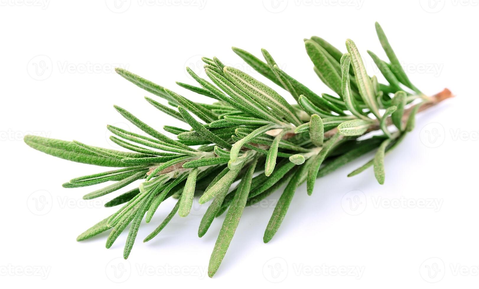 Twig of rosemary on white backgrounds photo