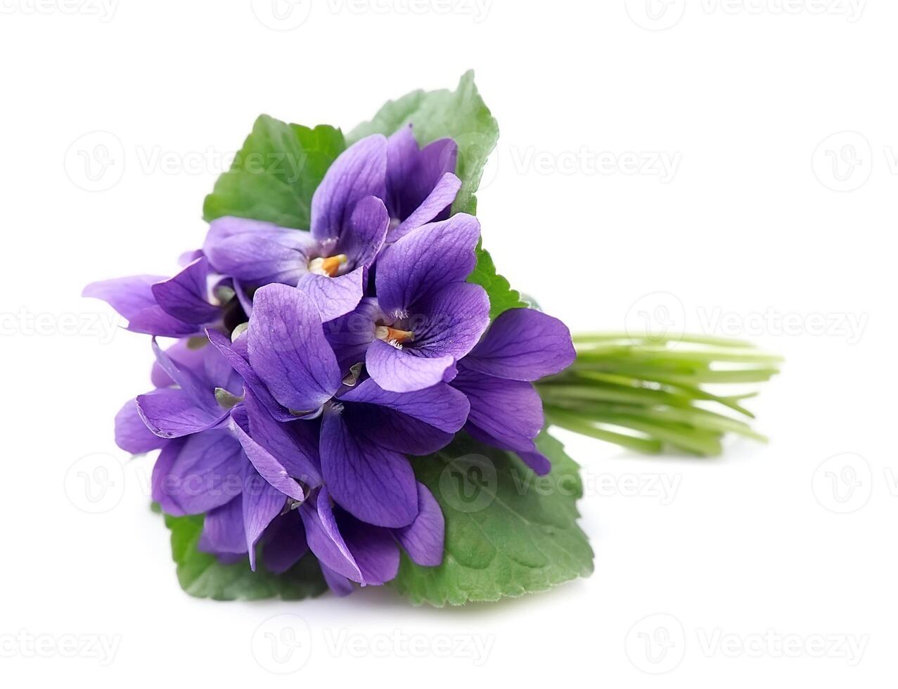salvaje Violeta flores aislado en blanco antecedentes. foto