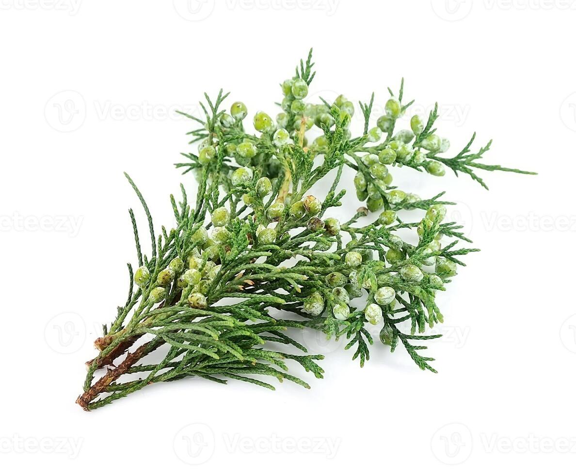 Branch of thuja isolated on white backgrounds. Healthy food photo