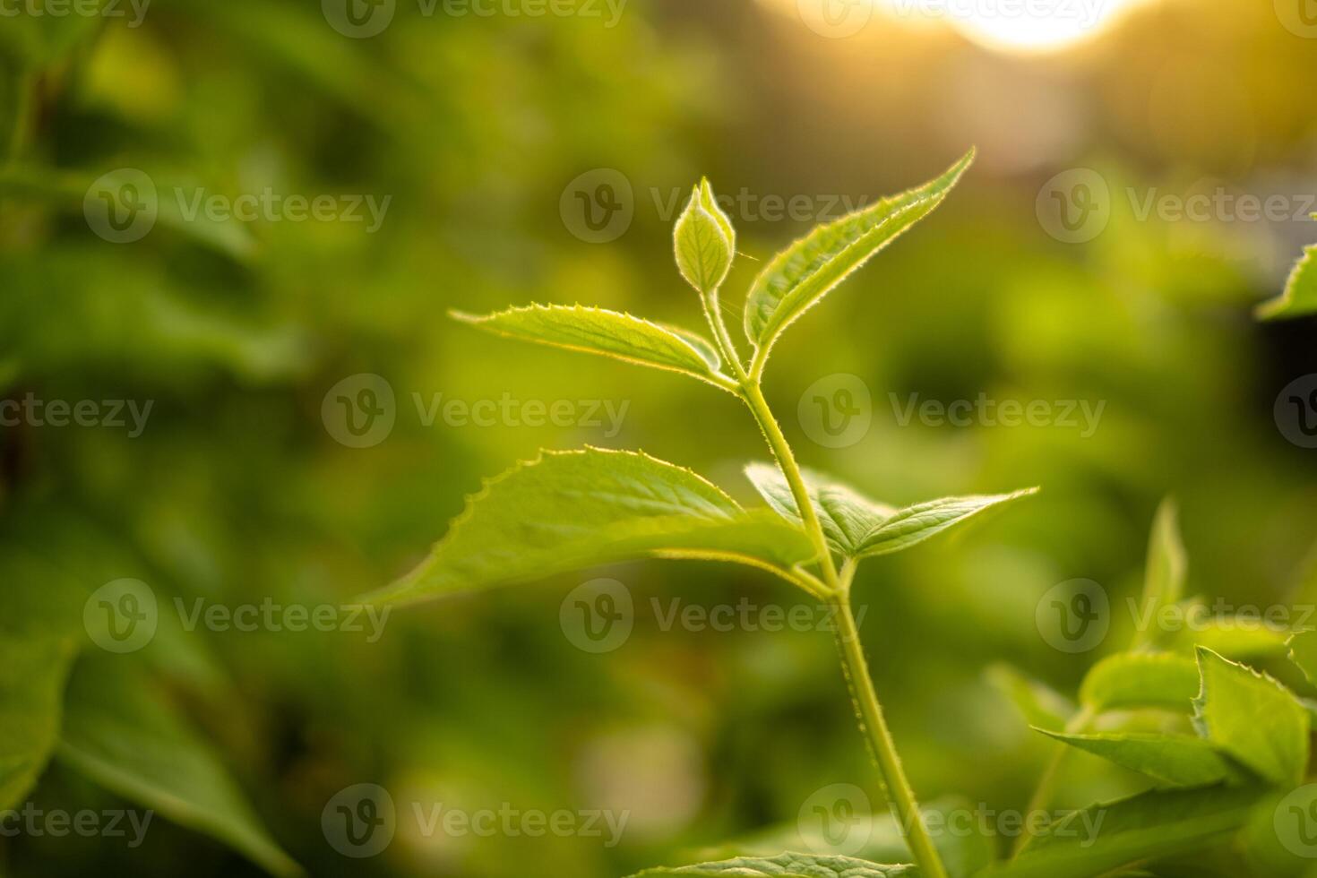 Hello spring. Fresh green branch with new leaves on blurred greenery spring summer background in garden park. New fresh foliage of green tree. Inspirational soft eco view photo