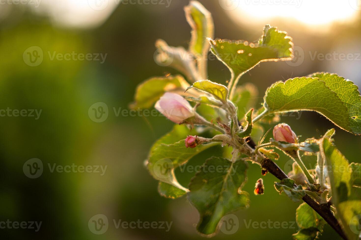 Hello spring. White pink apple blossom flowers in spring time. Background with flowering apple tree. Close up of fresh spring flowers in blooming garden park. Inspirational soft floral view photo