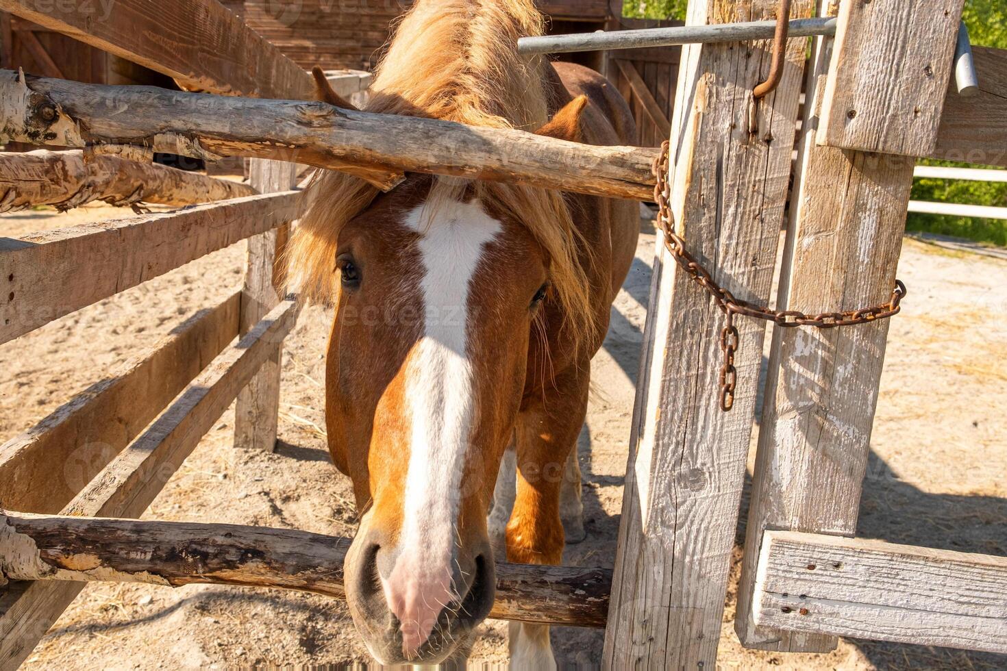 Racecourse concept. Modern animal livestock. Brown horse stallions in stall relaxing in training corral, farm countryside background. Horse in paddock corral outdoor. Horse in natural eco farm photo