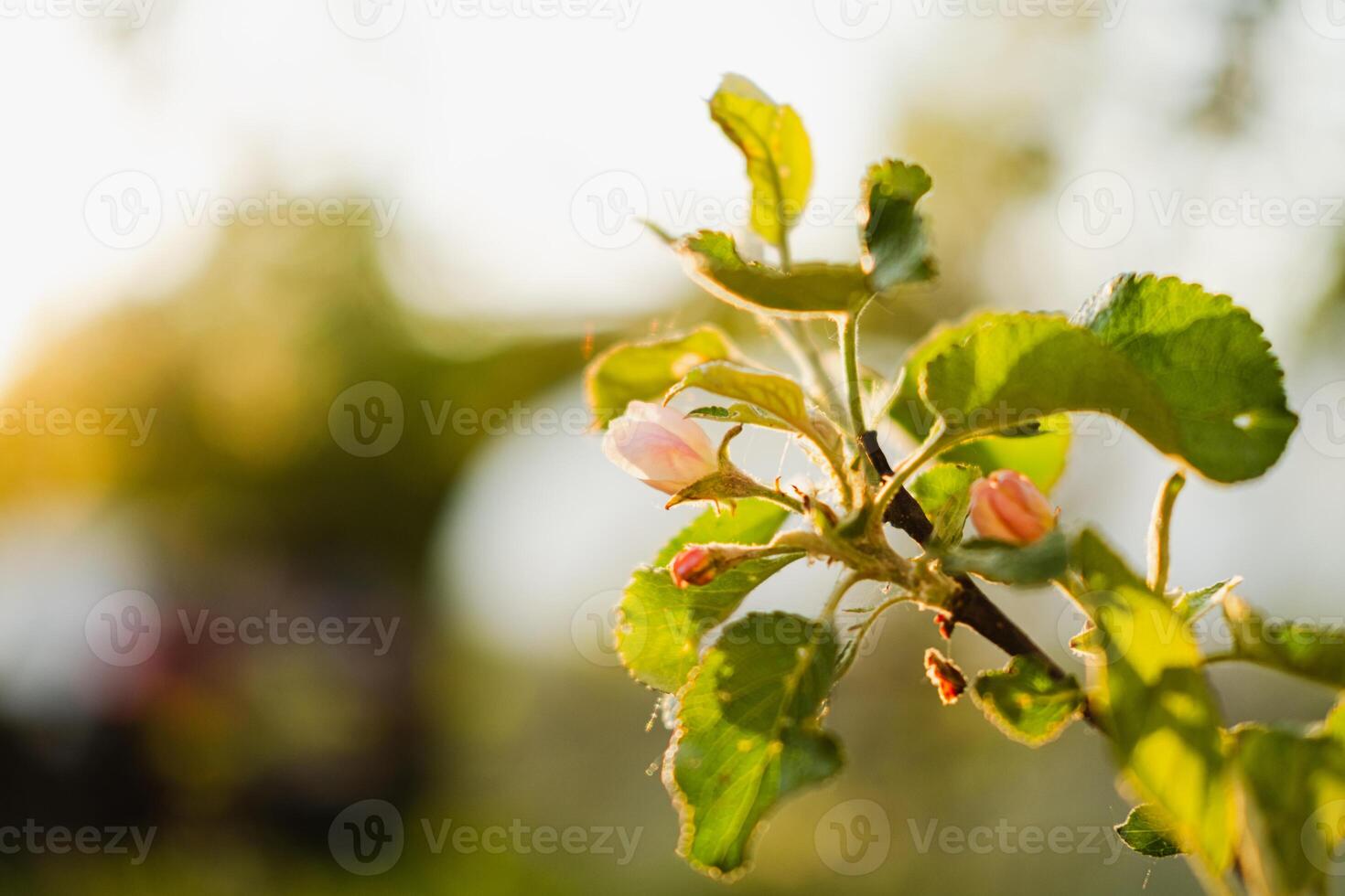 Hello spring. White pink apple blossom flowers in spring time. Background with flowering apple tree. Close up of fresh spring flowers in blooming garden park. Inspirational soft floral view photo