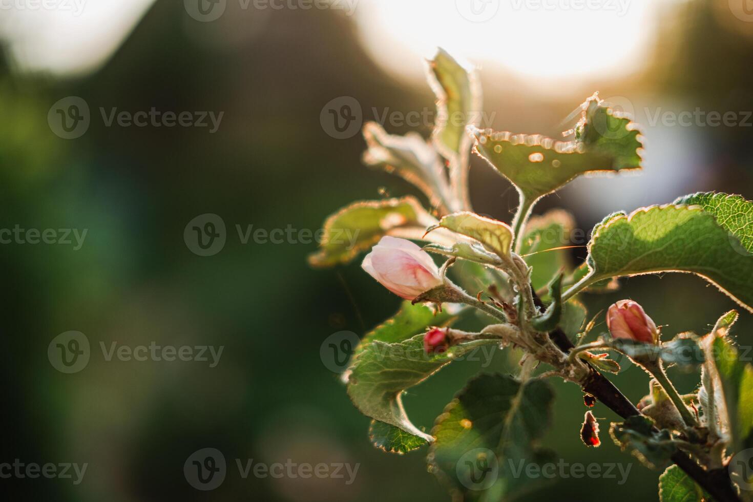 Hello spring. White pink apple blossom flowers in spring time. Background with flowering apple tree. Close up of fresh spring flowers in blooming garden park. Inspirational soft floral view photo