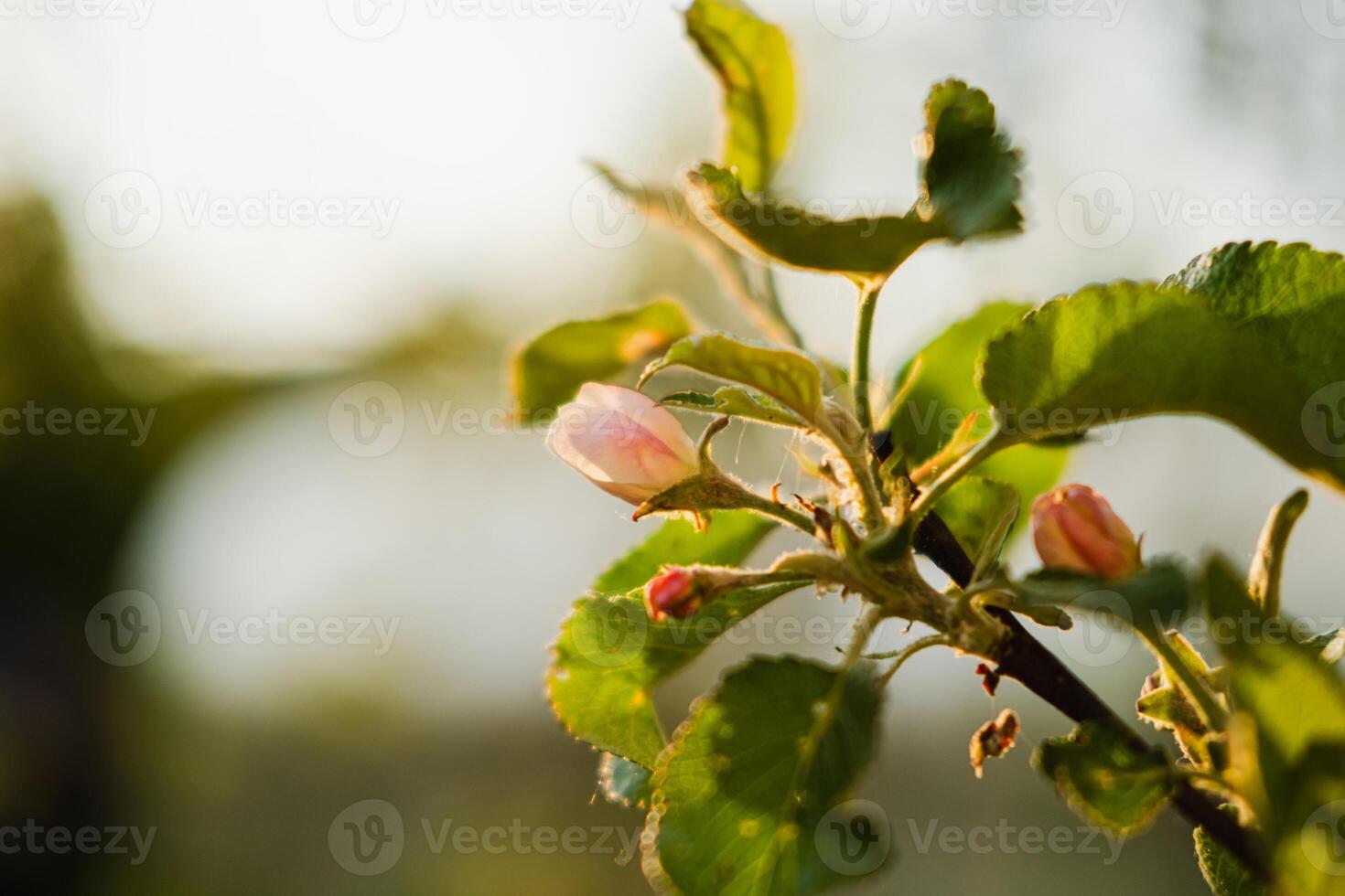 Hello spring. White pink apple blossom flowers in spring time. Background with flowering apple tree. Close up of fresh spring flowers in blooming garden park. Inspirational soft floral view photo