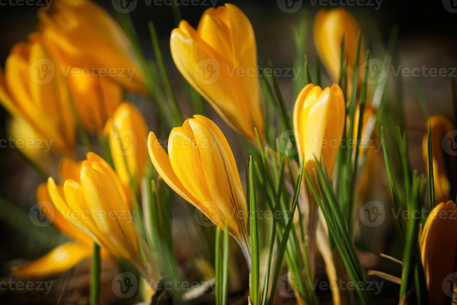 azafrán, flores de la primavera foto