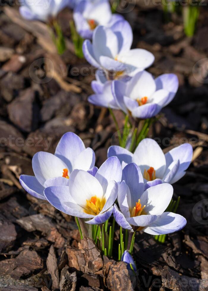 azafrán, flores de la primavera foto