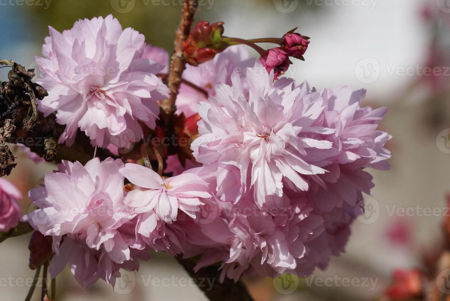 Kiku-shidare-zakura, Prunus serrulata photo