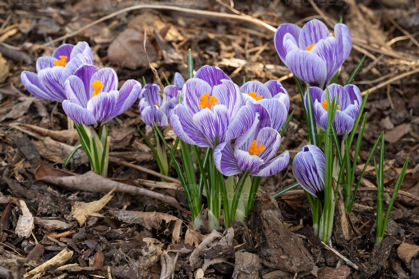 azafrán, flores de la primavera foto