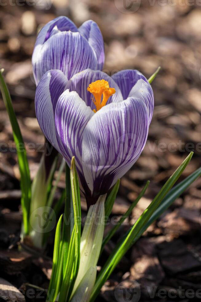 Crocus, flowers of the spring photo