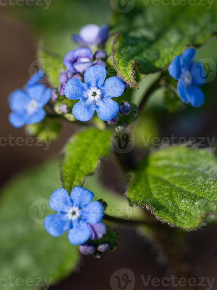 Siberian bugloss, Brunnera macrophylla photo