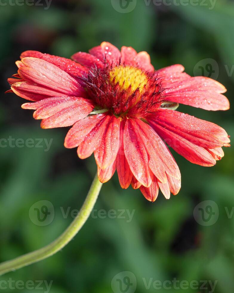 cobija flor, gaillardia grandiflora foto