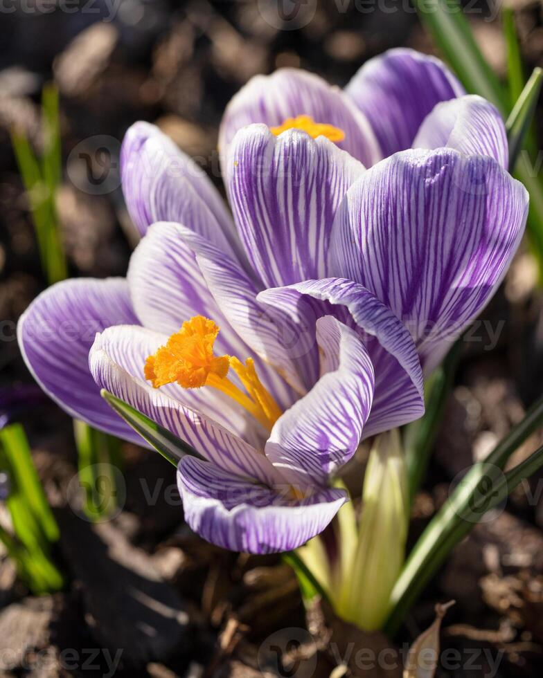 azafrán, flores de la primavera foto