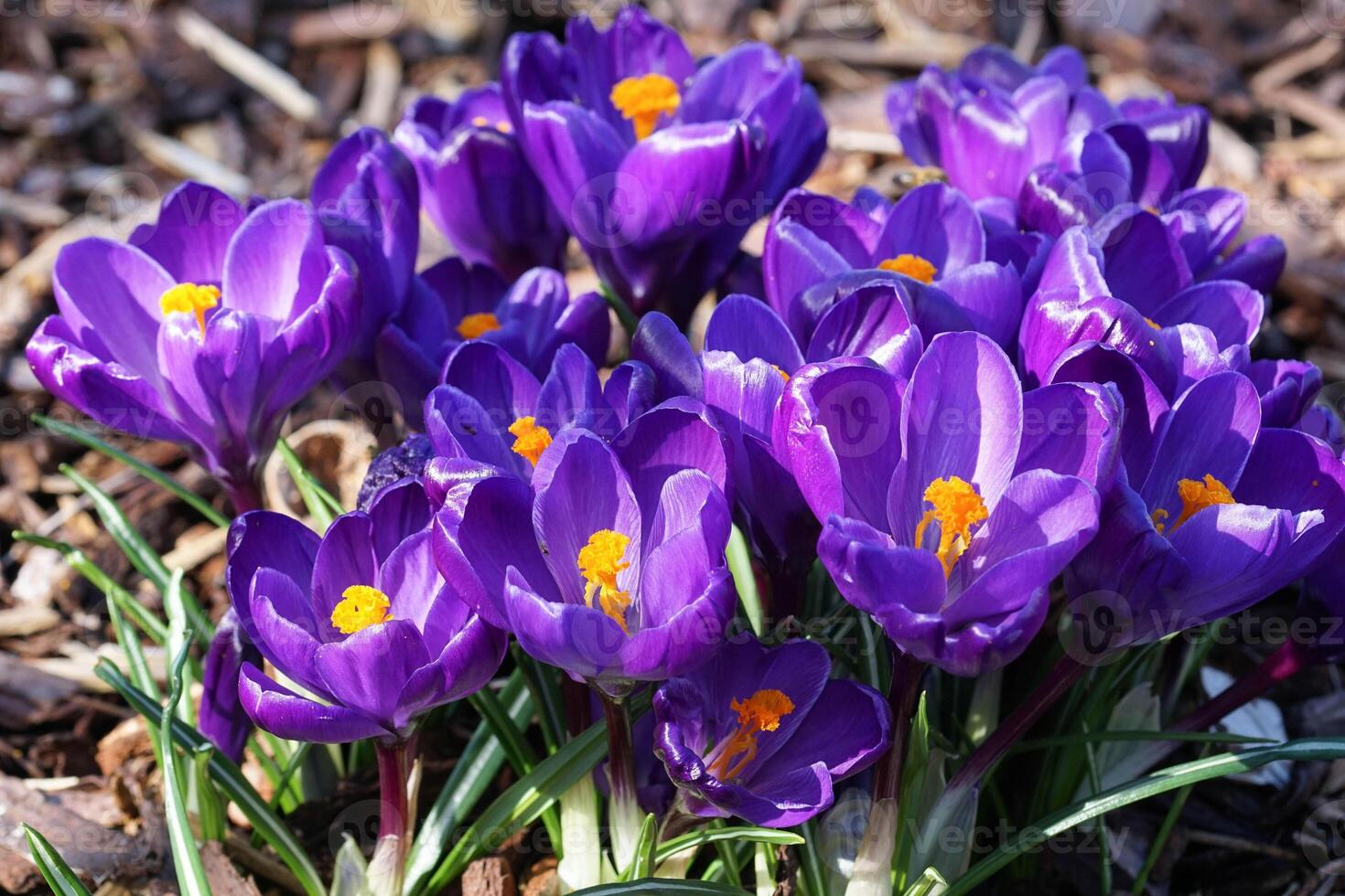 azafrán, flores de la primavera foto