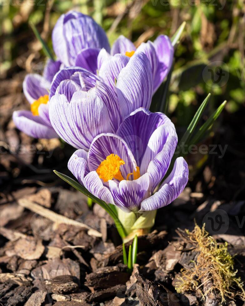 Crocus, flowers of the spring photo