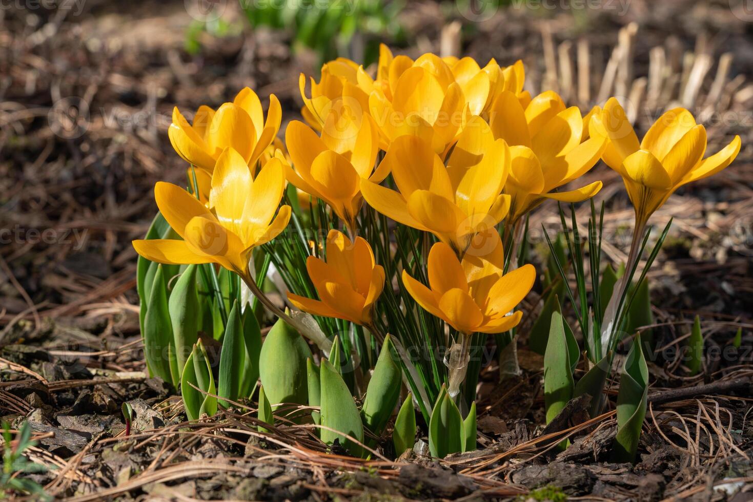 azafrán, flores de la primavera foto