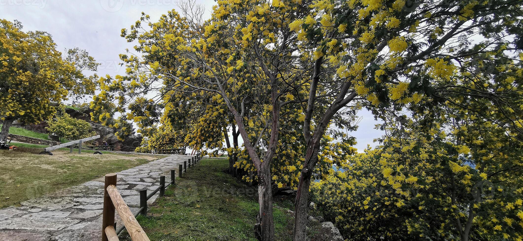 detalles de acacia arboles con amarillo flores en el pendientes de el douro río, en del nordeste Portugal. maravilloso viaje y naturaleza. foto