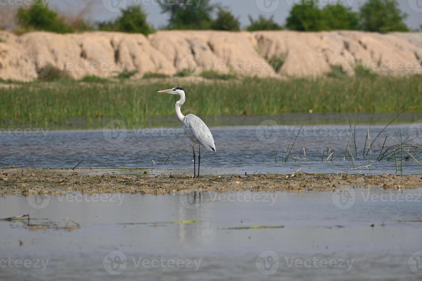 A grey heron is seen standing on the banks of a wet land lake photo