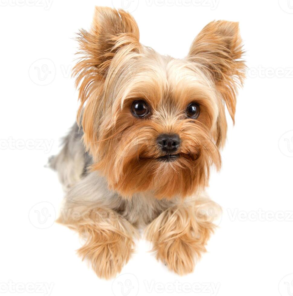 Yorkshire terrier on white photo