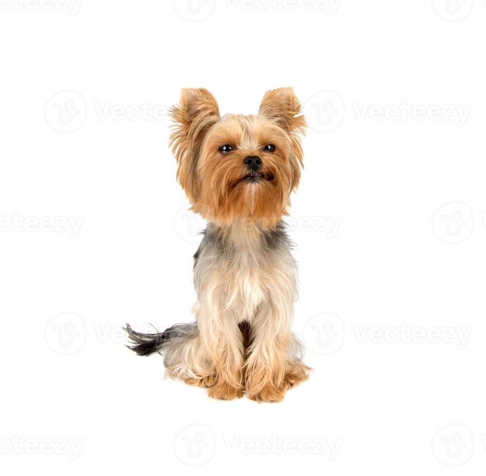 Yorkshire terrier on white photo