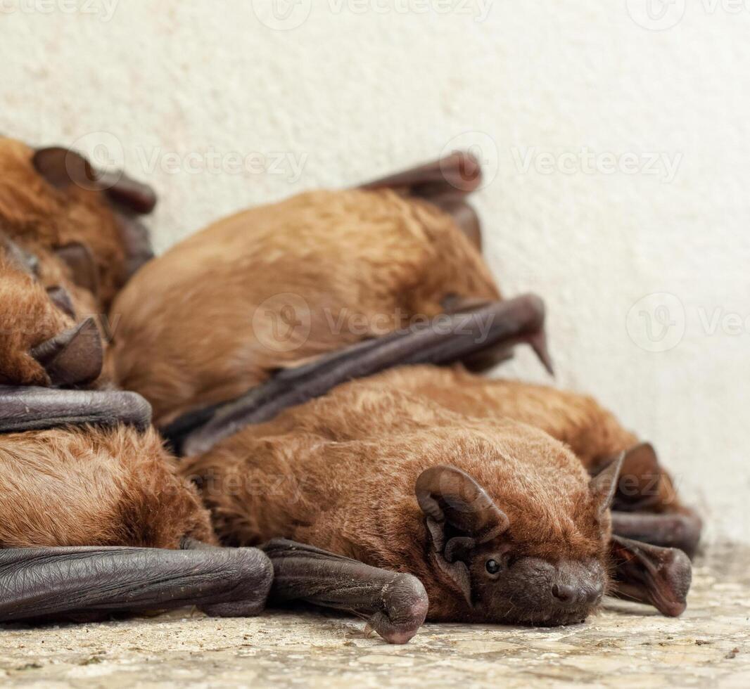 A Bat colony photo