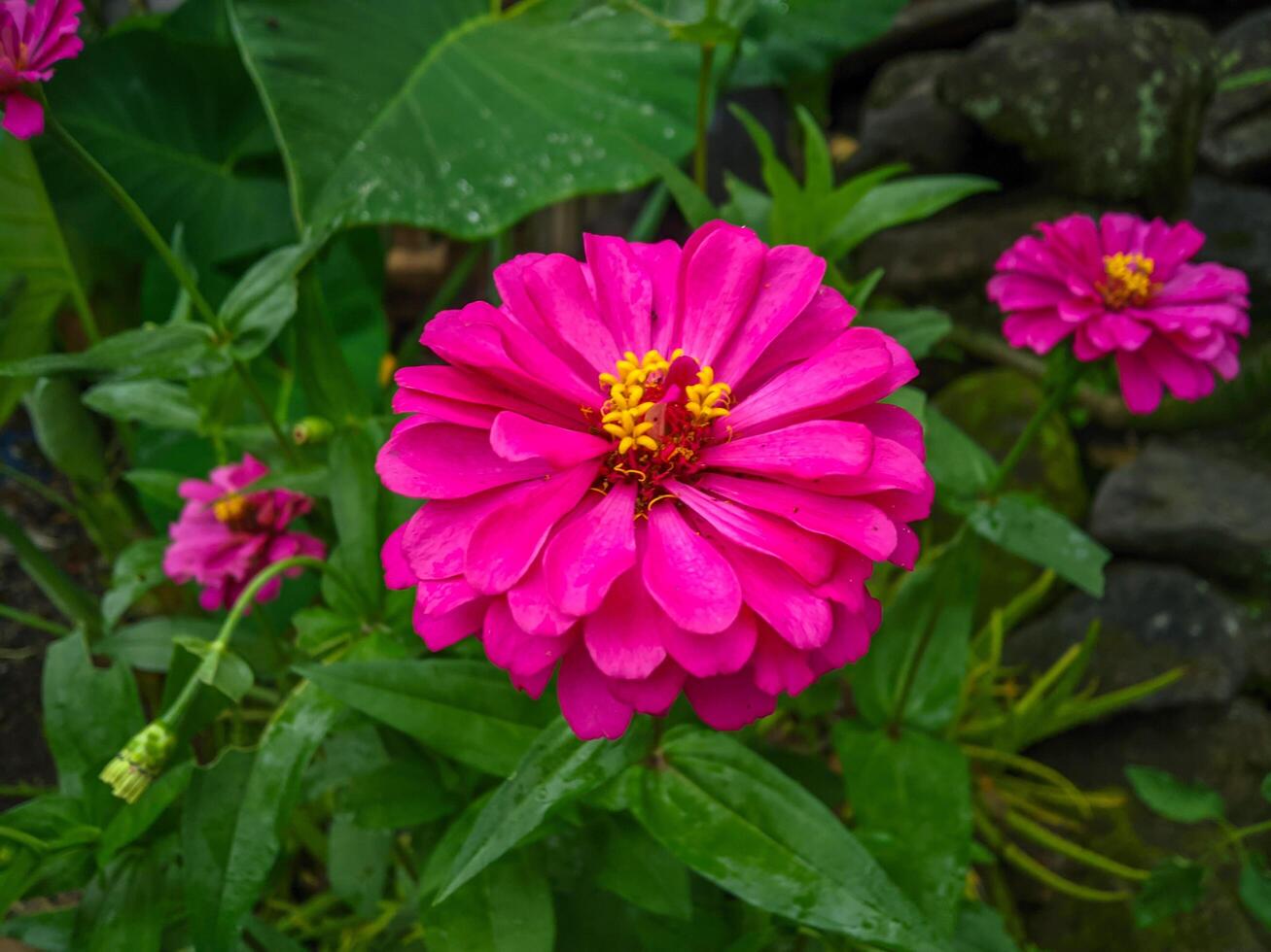 Beautiful and elegant zinnia paper flower ornamental plant photo