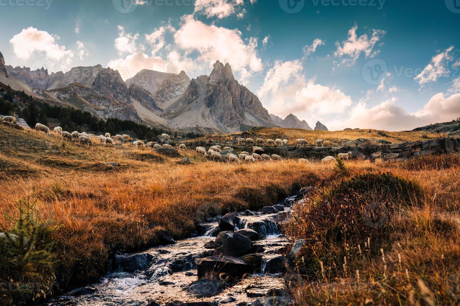 Landscape of Claree valley with Massif Des Cerces and flock of sheep grazing on pasture in autumn at France photo