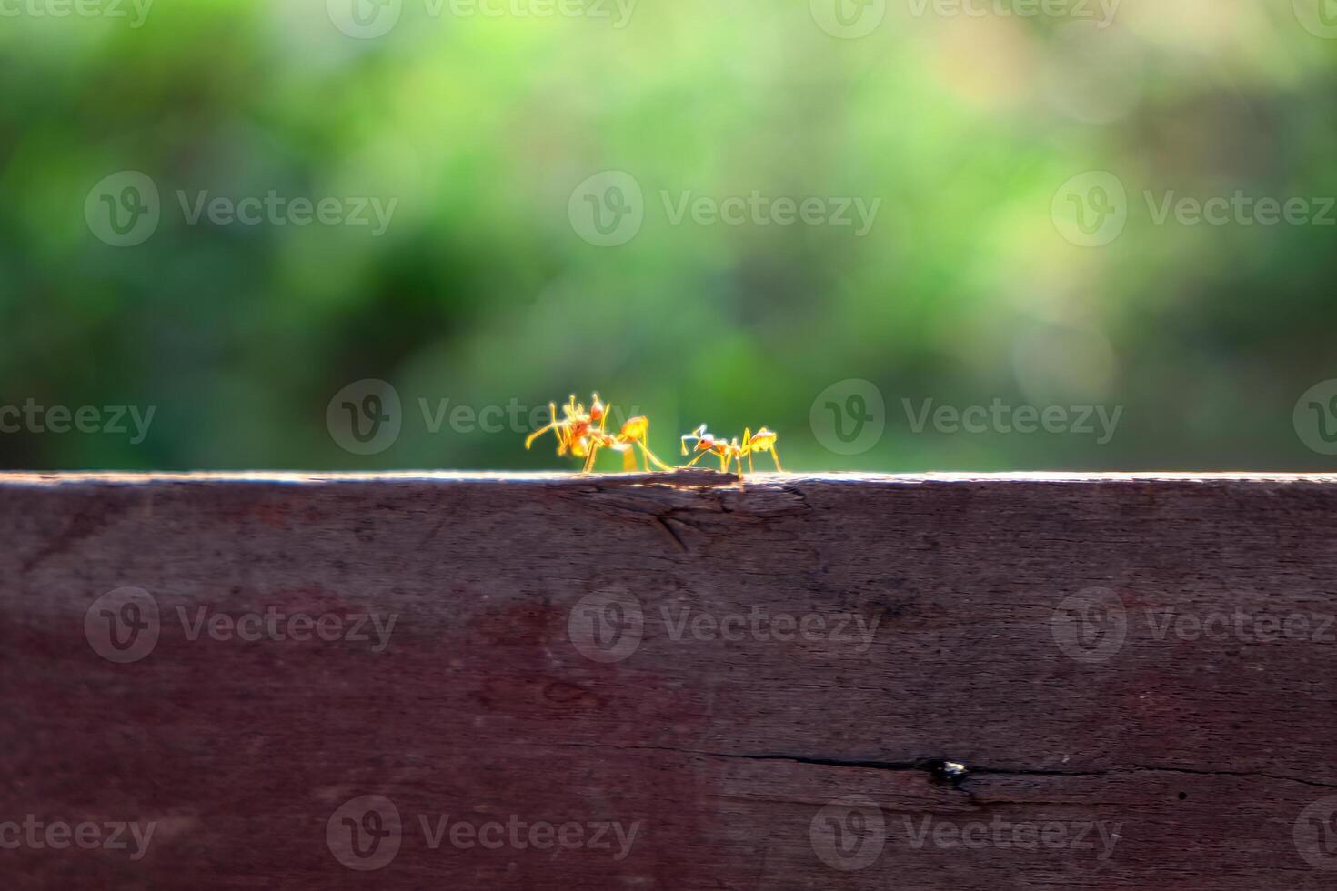Red ant is carrying an injured friend back to the nest photo