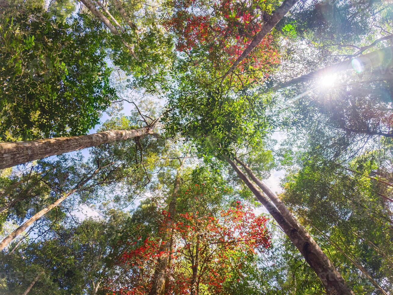 tropical selva con rojo follaje arce árbol en nacional parque foto