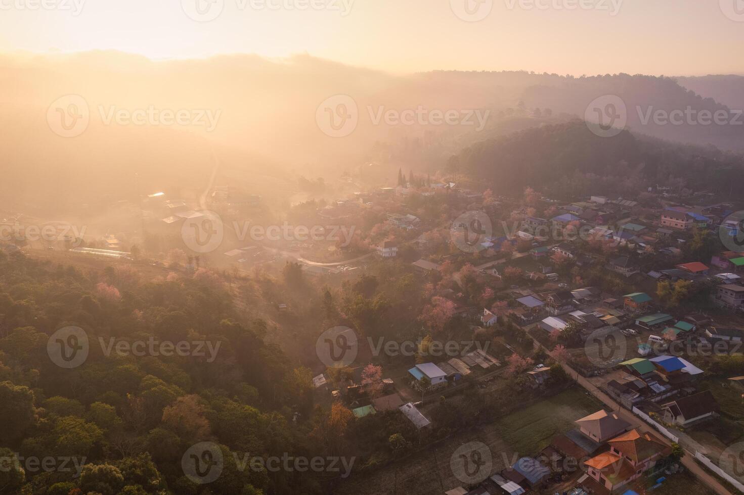 Sunrise over Thai tribe village in foggy with wild himalayan cherry tree blooming at Ban Rong Kla, Thailand photo