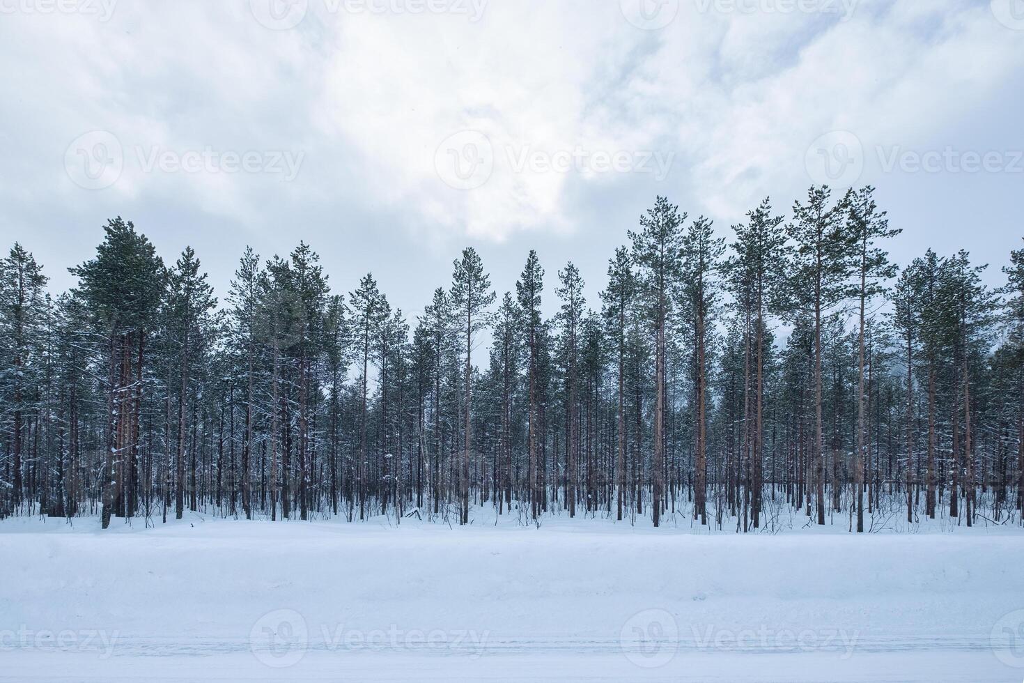 Pine forest with snow covered by the road on winter season photo