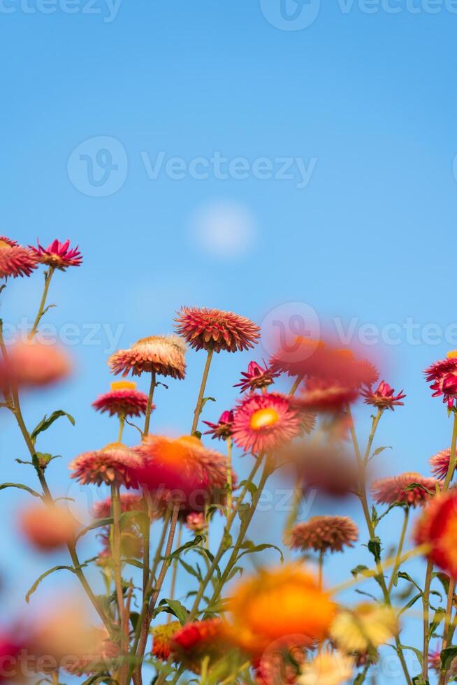 Multicolored of Straw flower or Everlasting Daisy flower blooming in the garden and moon in blue sky on springtime photo