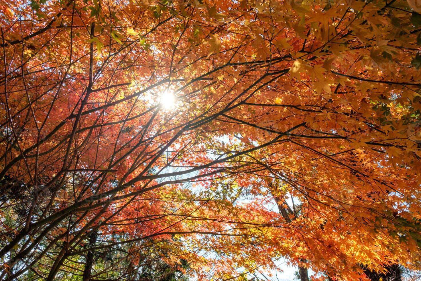 Red Maple leaves tunnel with sunlight shine photo